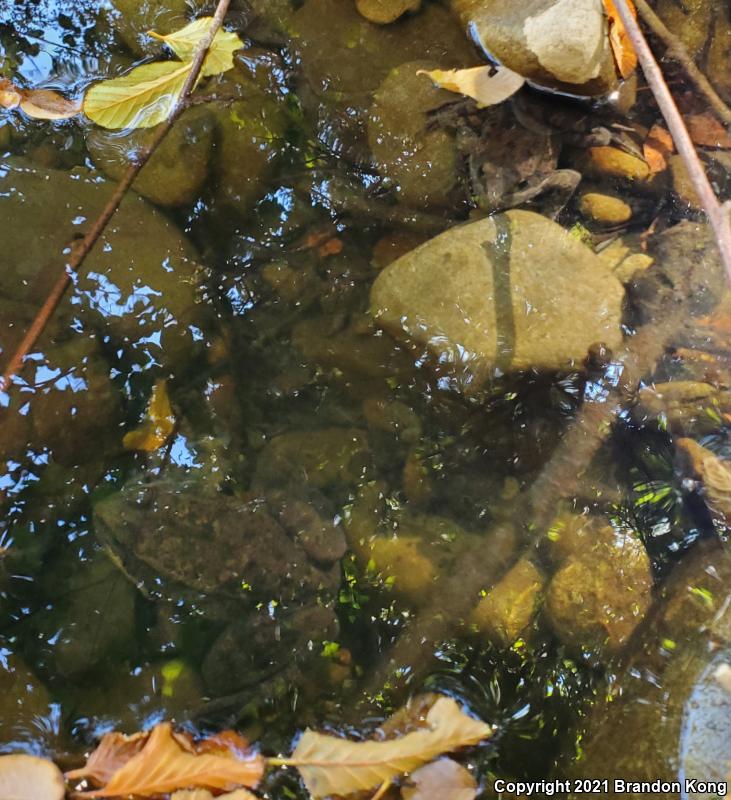 California Red-legged Frog (Rana draytonii)