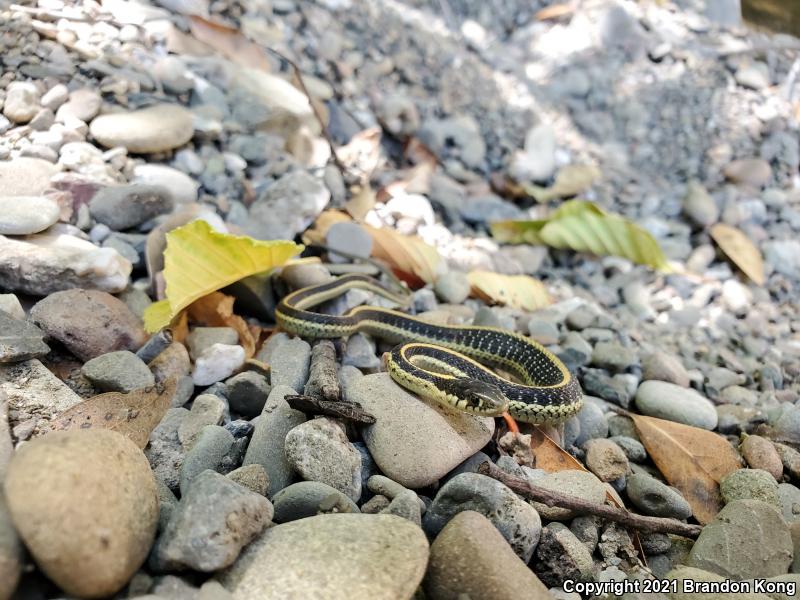 Diablo Gartersnake (Thamnophis atratus zaxanthus)