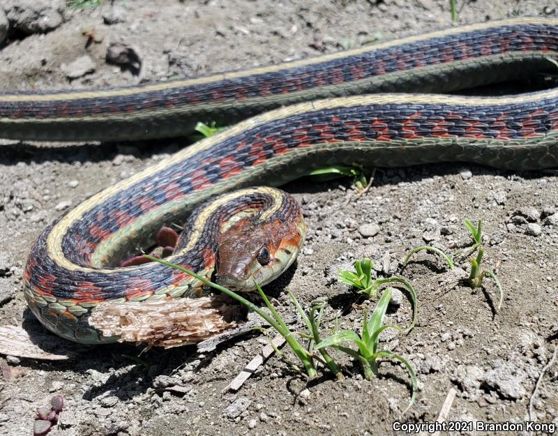 California Red-sided Gartersnake (Thamnophis sirtalis infernalis)