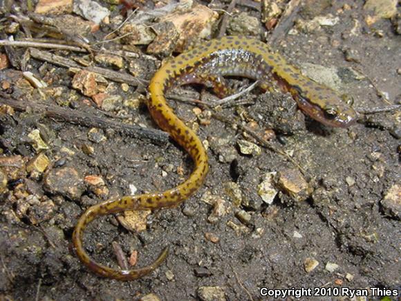 Dark-sided Salamander (Eurycea longicauda melanopleura)