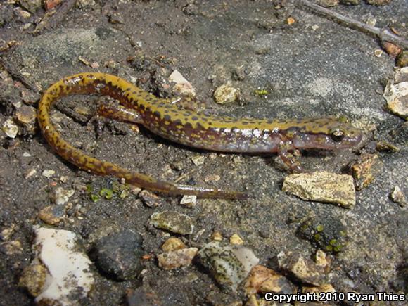 Dark-sided Salamander (Eurycea longicauda melanopleura)