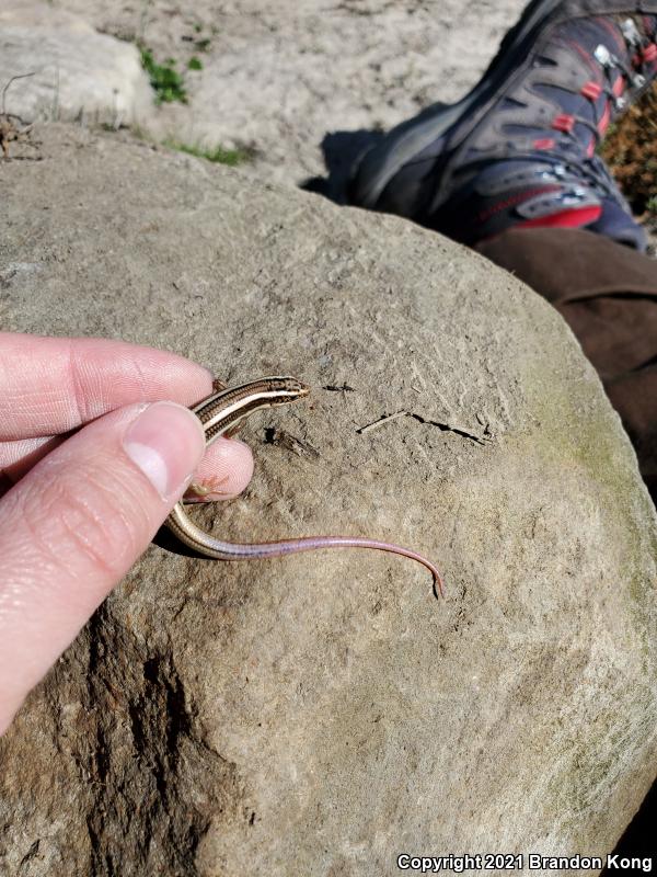 Gilbert's Skink (Plestiodon gilberti)