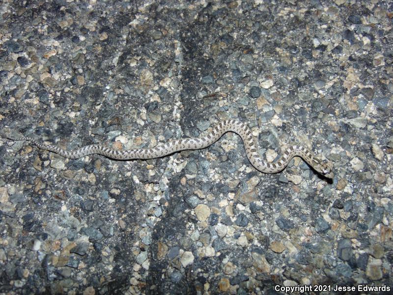 Glossy Snake (Arizona elegans)