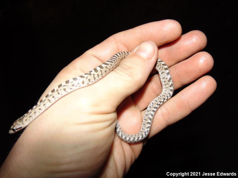 Glossy Snake (Arizona elegans)