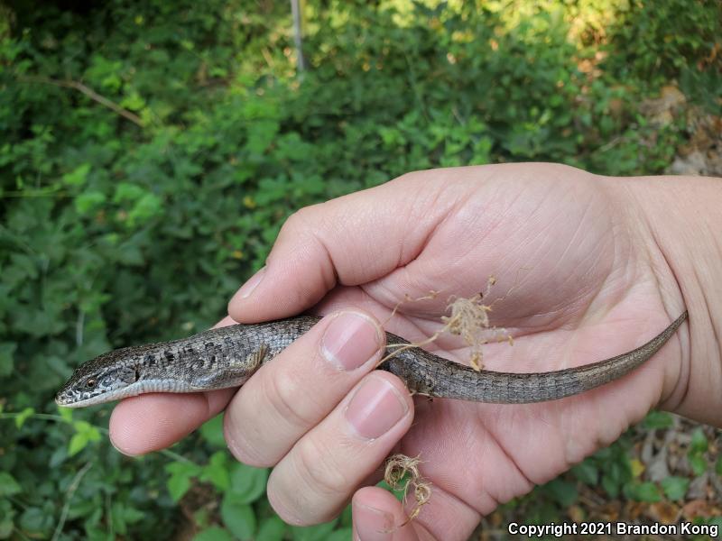 Northern Alligator Lizard (Elgaria coerulea)