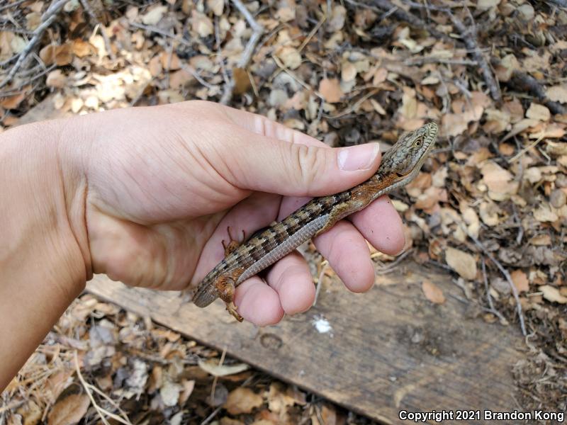 Southern Alligator Lizard (Elgaria multicarinata)