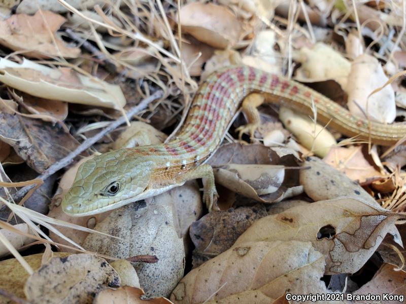 Southern Alligator Lizard (Elgaria multicarinata)