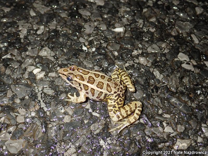 Pickerel Frog (Lithobates palustris)