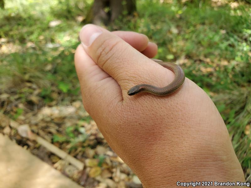 Forest Sharp-tailed Snake (Contia longicaudae)