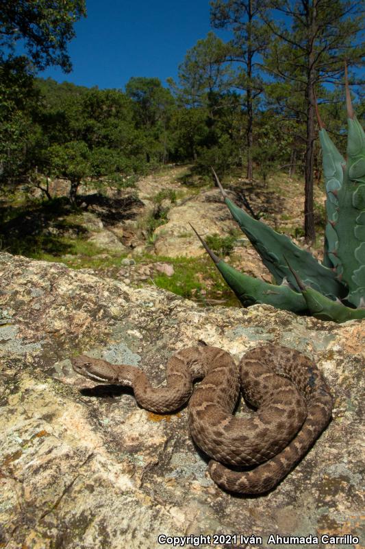 Ridge-nosed Rattlesnake (Crotalus willardi)