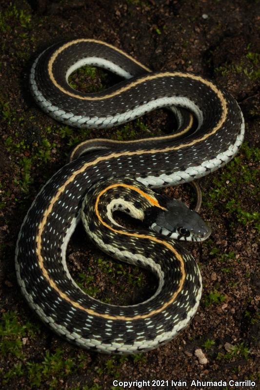 Black-necked Gartersnake (Thamnophis cyrtopsis)