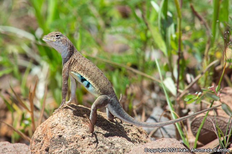 Speckled Earless Lizard (Holbrookia approximans)