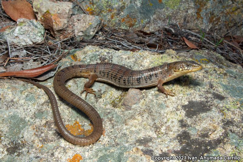 Madrean Alligator Lizard (Elgaria kingii)