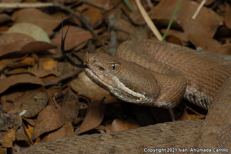 Ridge-nosed Rattlesnake (Crotalus willardi)