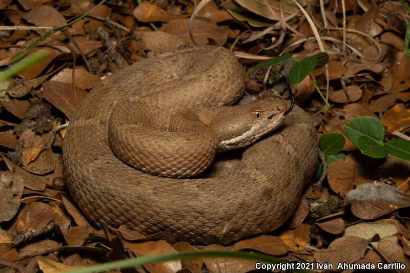 Ridge-nosed Rattlesnake (Crotalus willardi)