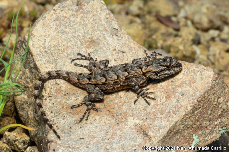 Lemos-Espinal's Spiny Lizard (Sceloporus lemosespinali)