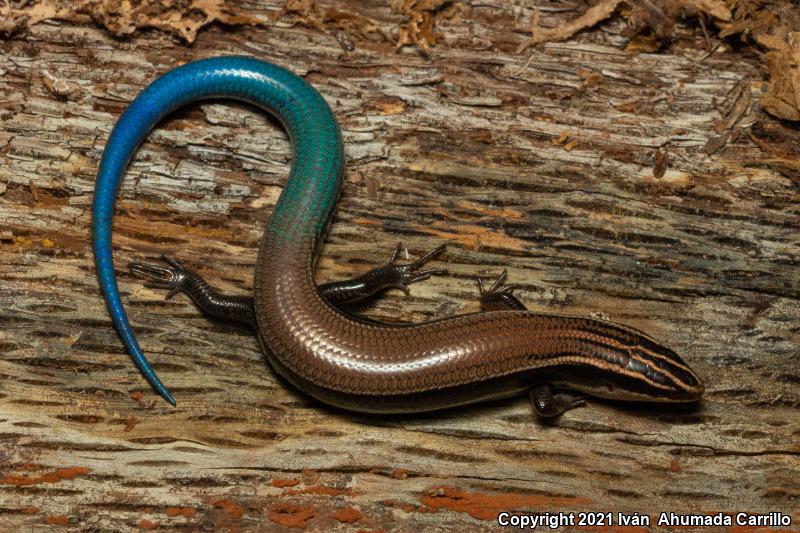 Mountain Skink (Plestiodon callicephalus)