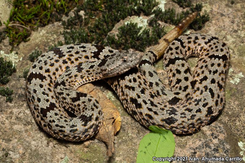 Banded Rock Rattlesnake (Crotalus lepidus klauberi)