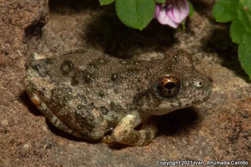 Canyon Treefrog (Hyla arenicolor)