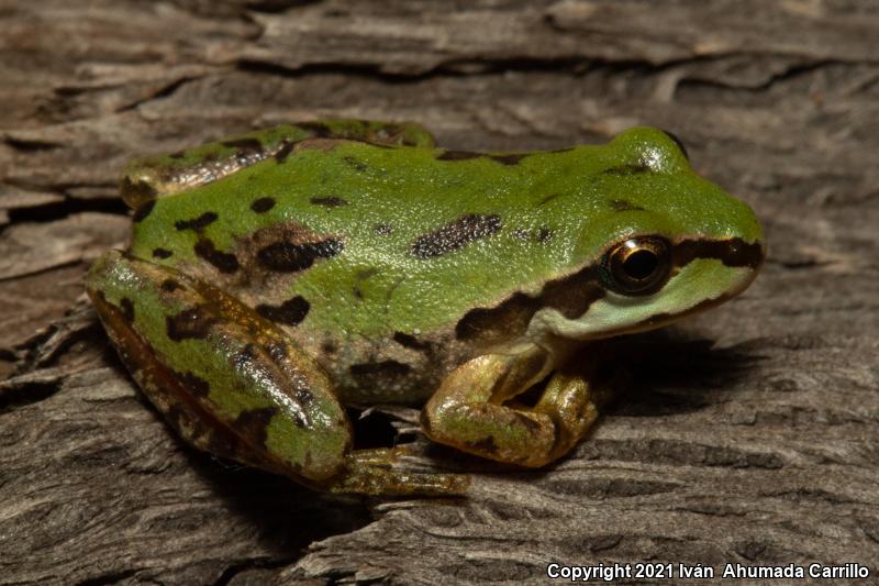 Arizona Treefrog (Hyla wrightorum)