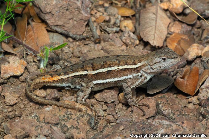 Striped Plateau Lizard (Sceloporus virgatus)