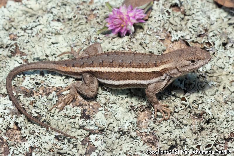 Striped Plateau Lizard (Sceloporus virgatus)