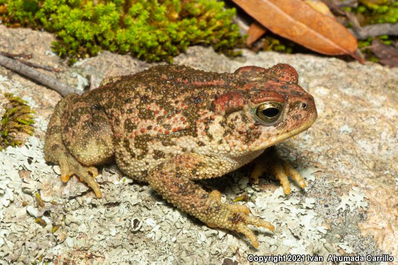 Pine Toad (Ollotis occidentalis)