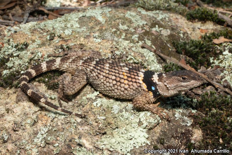 Crevice Spiny Lizard (Sceloporus poinsettii)