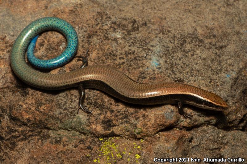 Northern Pygmy Skink (Plestiodon parviauriculatus)