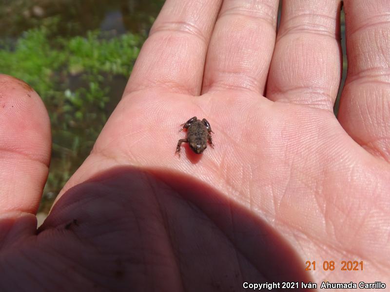 Mazatlan Narrow-mouthed Toad (Gastrophryne olivacea mazatlanensis)