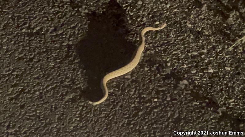 Prairie Rattlesnake (Crotalus viridis)