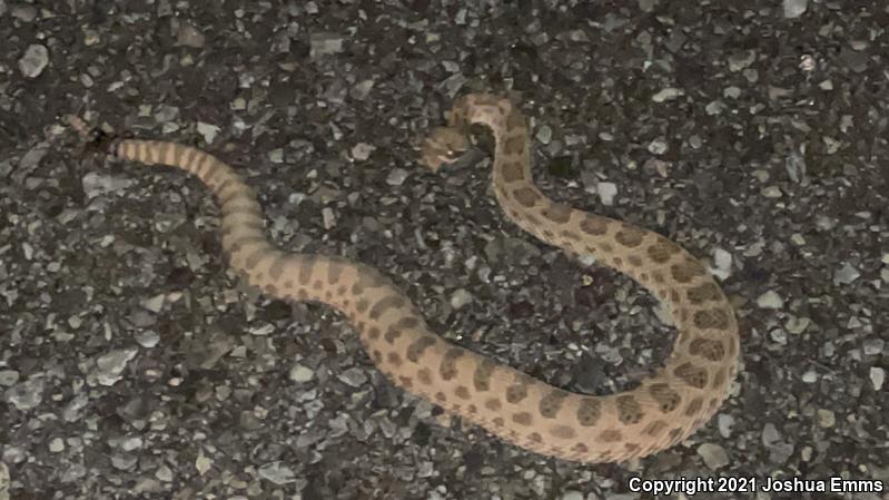 Prairie Rattlesnake (Crotalus viridis)