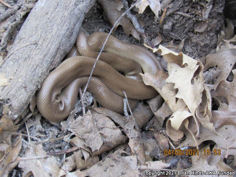 Southern Rubber Boa (Charina umbratica)