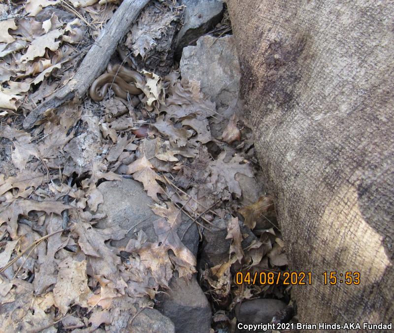Southern Rubber Boa (Charina umbratica)