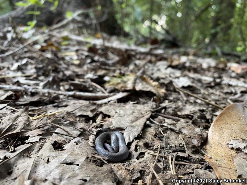 Smooth Earthsnake (Virginia valeriae)