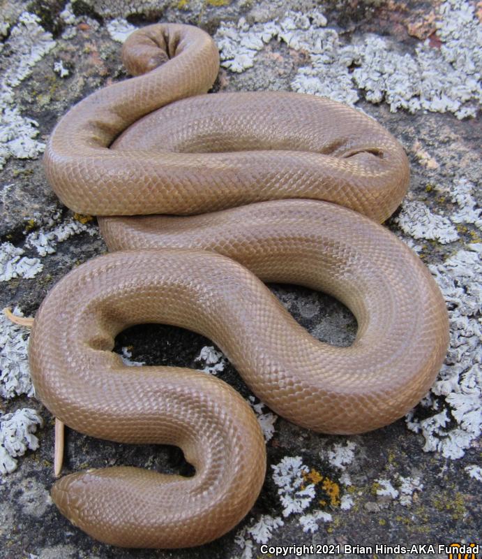 Southern Rubber Boa (Charina umbratica)