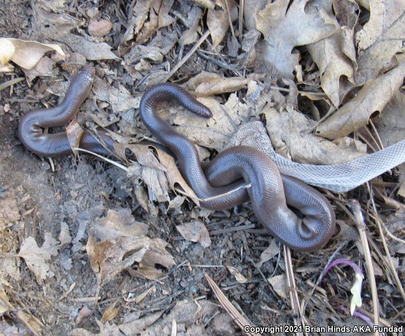 Southern Rubber Boa (Charina umbratica)