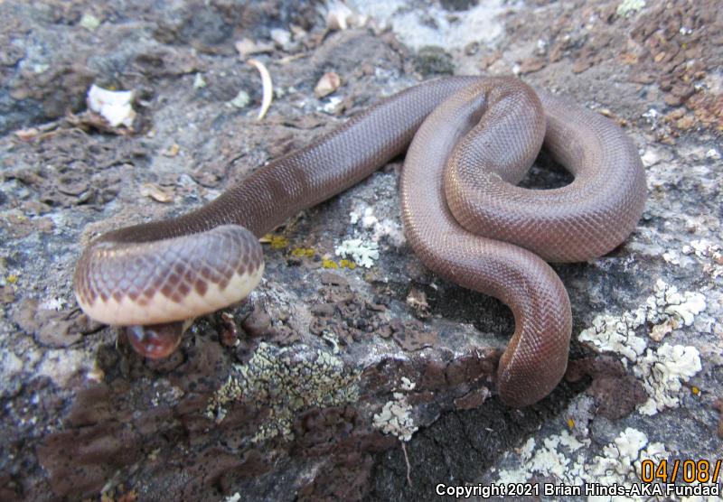 Southern Rubber Boa (Charina umbratica)