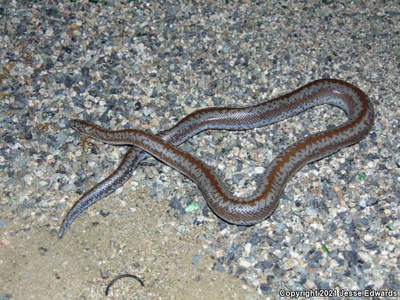 Coastal Rosy Boa (Lichanura trivirgata roseofusca)