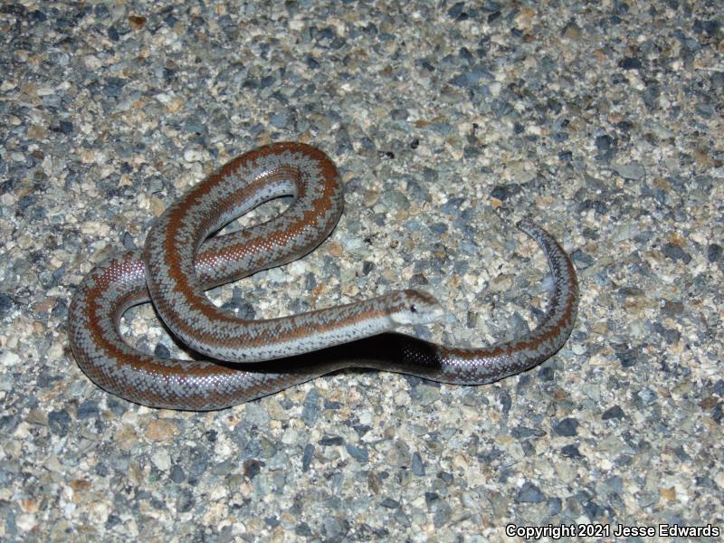 Coastal Rosy Boa (Lichanura trivirgata roseofusca)