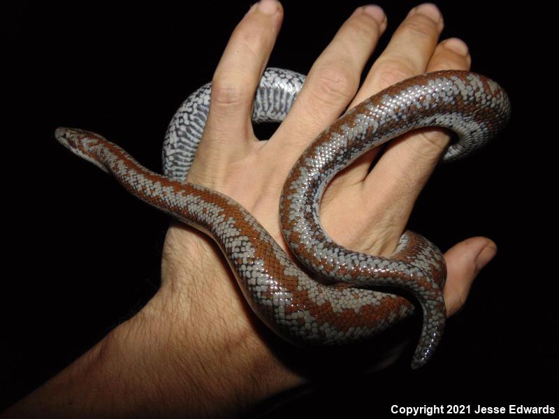 Coastal Rosy Boa (Lichanura trivirgata roseofusca)