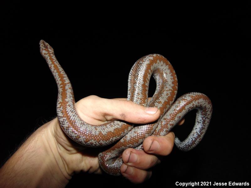 Coastal Rosy Boa (Lichanura trivirgata roseofusca)