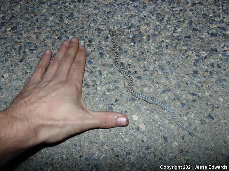 Glossy Snake (Arizona elegans)