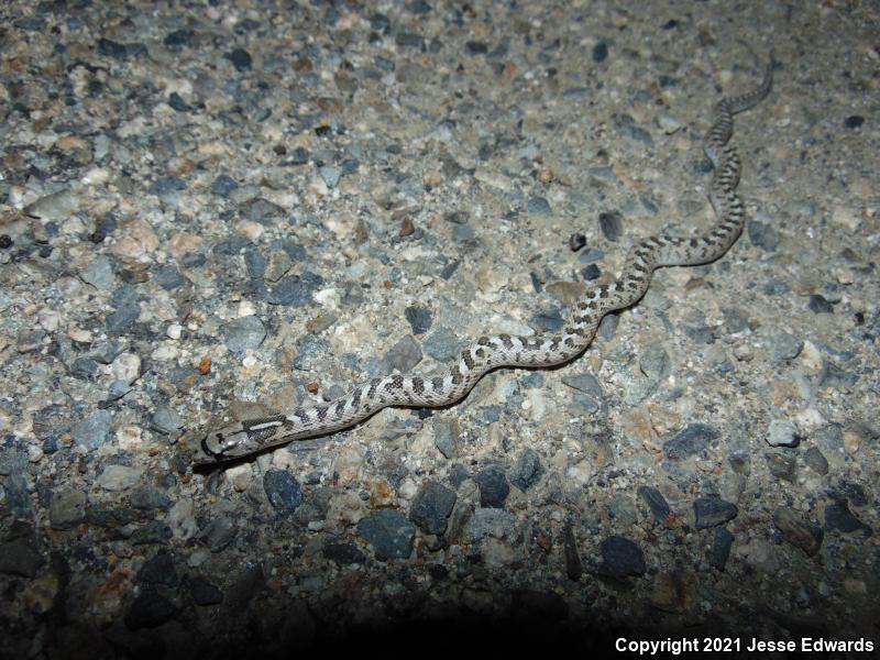 Glossy Snake (Arizona elegans)