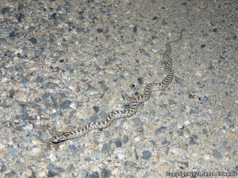 Glossy Snake (Arizona elegans)