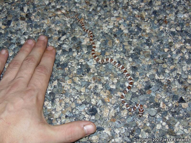 Western Lyresnake (Trimorphodon biscutatus)