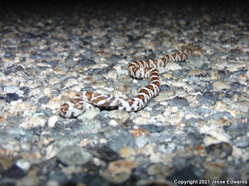 Western Lyresnake (Trimorphodon biscutatus)