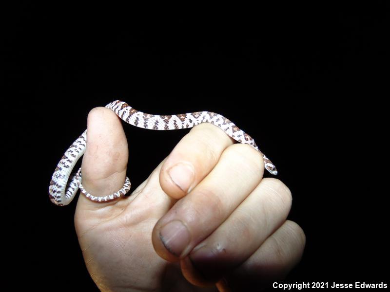 Western Lyresnake (Trimorphodon biscutatus)