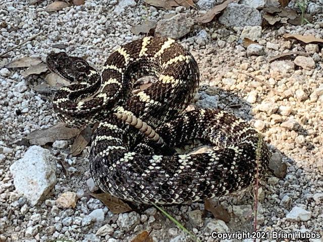 Arizona Black Rattlesnake (Crotalus cerberus)