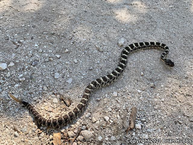 Arizona Black Rattlesnake (Crotalus cerberus)